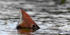 Redfish Tailing 