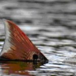 Kayak Fishing for Tailing Redfish